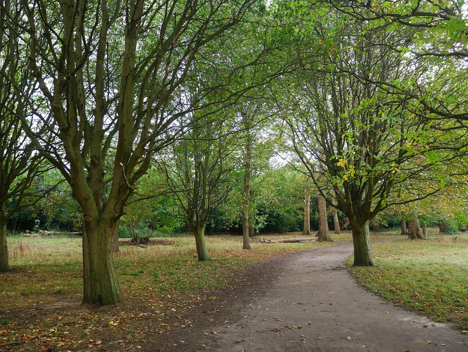 รูปตัวอย่าง · Path in the Southeast of Gunnersbury Park โดย Ethan Doyle White (CC BY-SA 4.0) จาก Wikimedia Commons